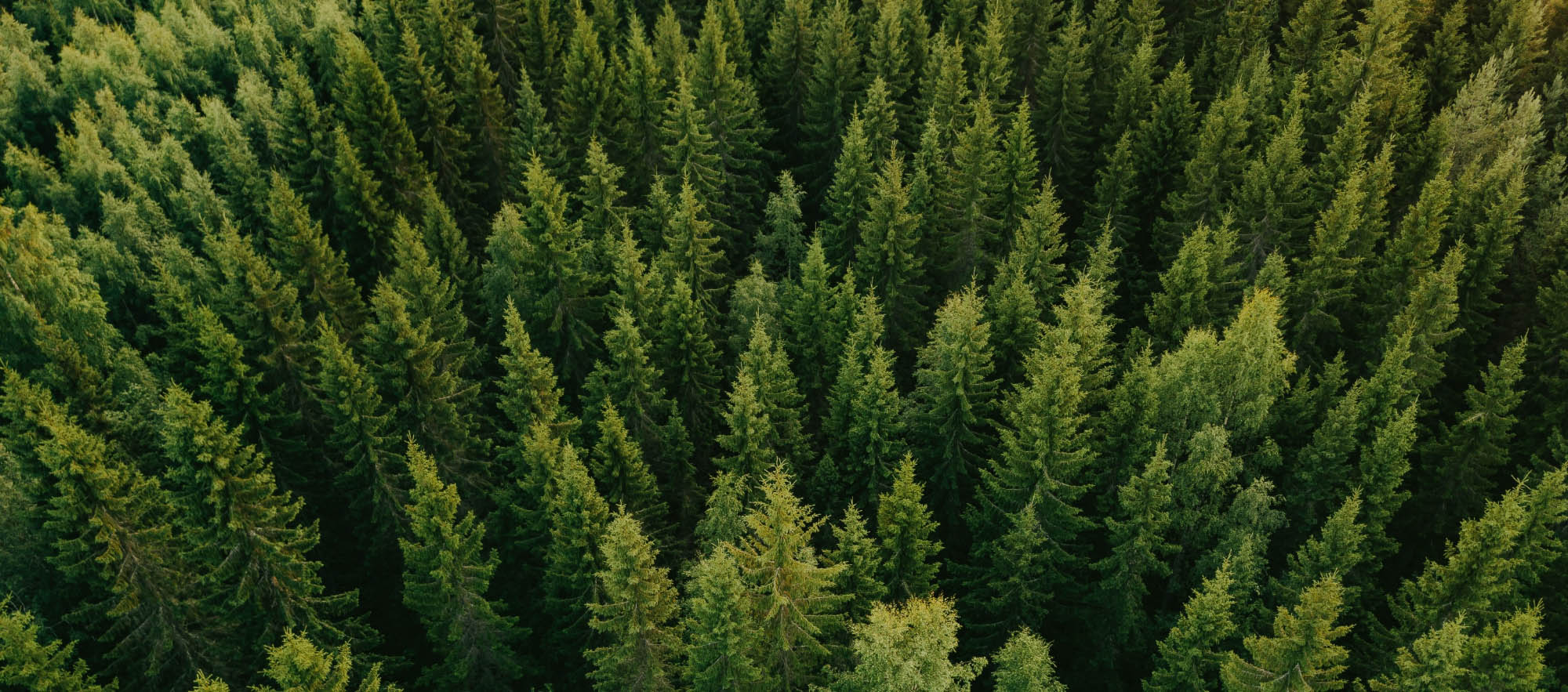 A green coniferous forest viewed from the top